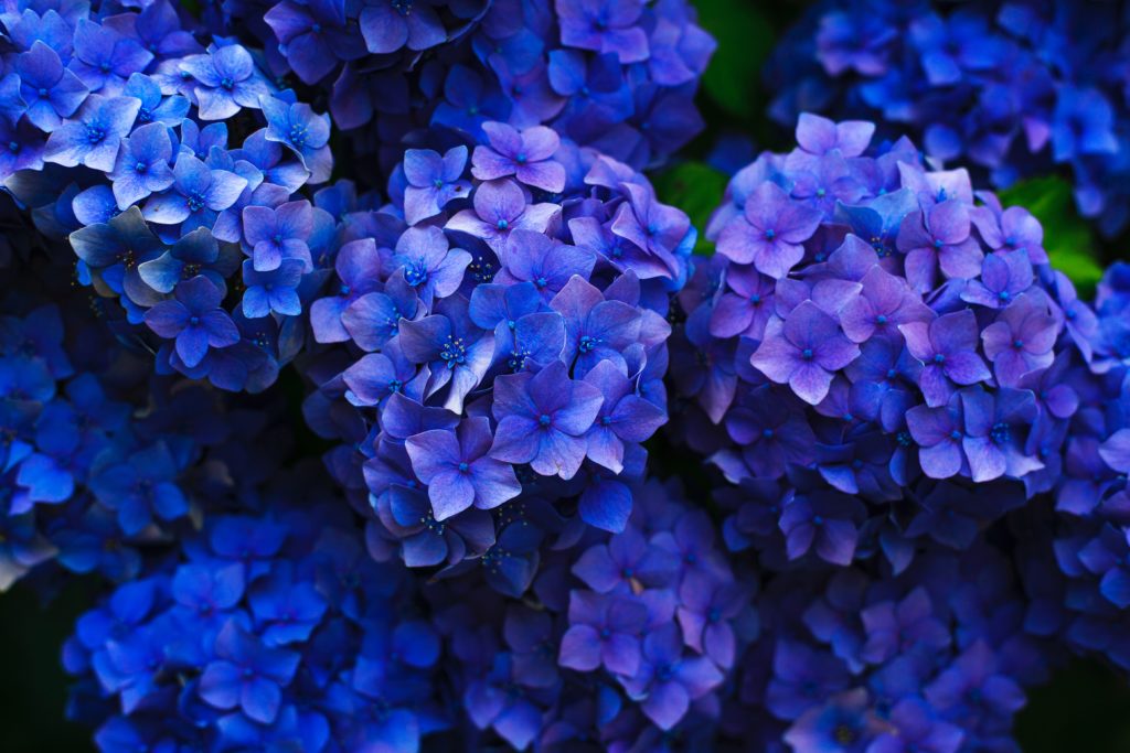 あじさい(紫陽花)の見頃をいつ?関東エリア10選【2019版】